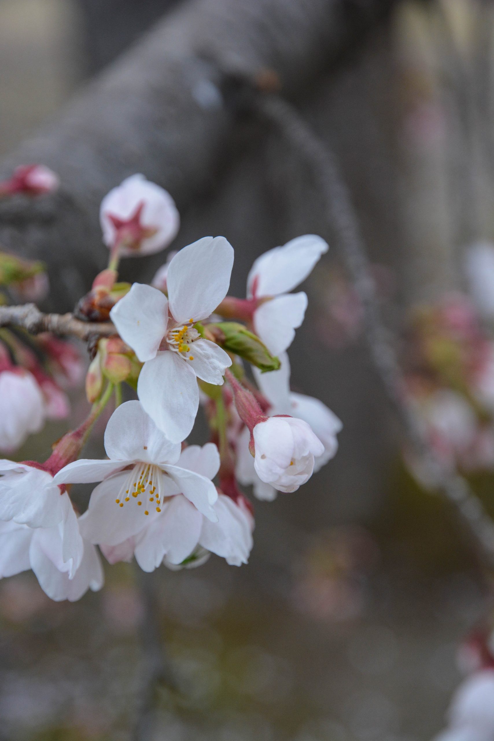 Cherry blossoms in Izumijomon Park in Joetsu